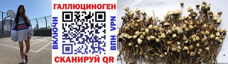 закладка  дарк нет какой сайт  Галлюциногенные грибы мицелий  Шлиссельбург 